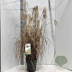 Miscanthus sin. Pink Cloud GM 6,5L