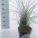 Miscanthus sin. Red Cloud GM 6,5L