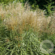 Miscanthus sin. 'Vanilla Sky' 30-60 cm 2,0L