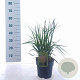 Molinia arund. 'Karl Foerster' 50-80 cm P19