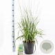 Molinia arund. 'Skyracer' 50-80 cm 6,5L