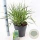 Molinia arund. 'Skyracer' 50-80 cm 6,5L