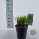 Molinia arund. 'Skyracer' 50-80 cm 6,5L