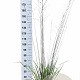 Molinia arund. 'Skyracer' 50-80 cm 6,5L