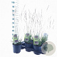 Molinia caerulea 'Black Arrows' 75-80 cm 2,0L