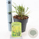 Molinia caerulea 'Edith Dudszus' 40-70 cm 2,0L