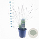 Molinia caerulea 'Edith Dudszus' 50-80 cm 6,5L