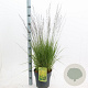 Molinia caerulea 'Edith Dudszus' 50-80 cm 6,5L