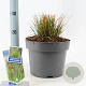 Molinia caerulea 'Edith Dudszus' 50-80 cm 6,5L