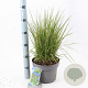 Molinia caerulea 'Edith Dudszus' 50-80 cm 6,5L
