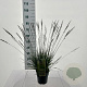 Molinia caerulea 'Edith Dudszus' GM C3
