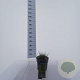 Molinia caerulea 'Edith Dudszus' GM C3