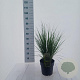 Molinia caerulea 'Heidebraut' 50-80 cm 6,5L