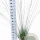 Molinia caerulea 'Heidebraut' 50-80 cm 6,5L