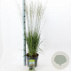 Molinia caerulea 'Heidebraut' 50-80 cm 6,5L