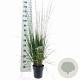 Molinia caerulea 'Heidebraut' GM C3