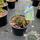 Molinia caerulea 'Heidebraut' GM C3