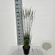 Molinia caerulea 'Moorflamme' 35-40 cm 3,0L