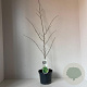Parrotia persica 40-50 cm 3,0L met stok