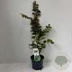 Parrotia persica 70-90 cm 3,5L