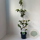 Parrotia persica 70-90 cm 3,5L