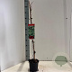 Parthenocissus tr. 'Veitchii' 70-80 cm P15 met stok