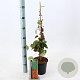 Parthenocissus tr. 'Veitchii' 70-80 cm P15 met stok