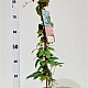 Parthenocissus tr. 'Veitchii' 70-80 cm P15 met stok