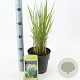 Panicum virgatum 'Northwind' 30-50 cm 3,0L