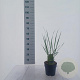 Panicum virgatum 'Northwind' 30-50 cm 3,0L