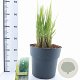 Panicum virgatum 'Northwind' 60-120 cm 12L