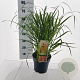 Panicum virgatum 'Rehbraun' 60-90 cm 6,5L