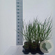 Panicum virgatum 'Squaw' 30-60 cm 2,0L