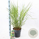 Panicum virgatum 'Squaw' 60-90 cm 6,5L
