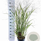 Panicum virgatum 'Squaw' 60-90 cm 6,5L
