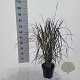 Pennisetum advena 'Rubrum' 25-30 cm 2,0L