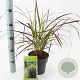 Pennisetum advena 'Rubrum' 25-30 cm 2,0L