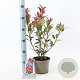 Photinia fraseri Carré Rouge 25-30 cm 2,0L