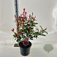 Photinia fraseri Carré Rouge 60-70 cm 5,0L