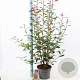 Photinia fraseri Carré Rouge 60-70 cm 5,0L
