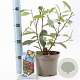 Photinia fraseri 'Red Robin' 15-20 cm 2,0L