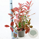 Photinia fraseri 'Red Robin' 15-20 cm 2,0L