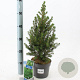 Picea gl. 'December' 25-30 cm 2,0L