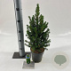 Picea gl. 'December' 30-35 cm P15