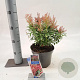 Pieris jap. Polar Passion 25-30 cm 3,0L