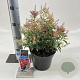 Pieris jap. Polar Passion 25-30 cm 3,0L