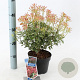 Pieris jap. Polar Passion 25-30 cm 3,0L