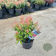 Pieris jap. Polar Passion 25-30 cm 3,0L