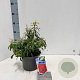 Pieris 'Forest Flame' 20-25 cm 3,0L