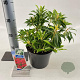 Pieris 'Forest Flame' 20-25 cm 3,0L